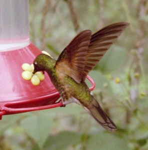 Hummingbird in the Cloud Forest of Ecuador.